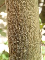 Image result for Bauhinia bowkeri