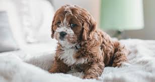 Lerne in diesem artikel wie du deinem hund helfen kannst. Hund Knabbert Mobel An 4 Komische Grunde Was Zu Tun Ist