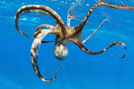 Is The Plural Of Octopus Octopi Or Octopuses Octopus Photos Octopus Pictures Octopus