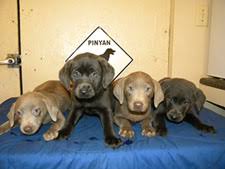 Black lab puppies for sale. Pinyan Labs High Quality Silver Labs From A Labrador Breeder You Can Trust