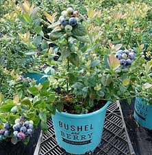 Top 10 Blueberry Varieties To Grow At Home Gardeners Path