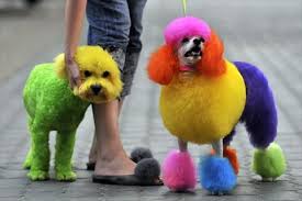 This is a quiz to see what hair color suits you the best! How Does Dyeing A Dog S Fur Affect It Quora