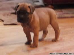 Akc bullmastiff puppy for sale in florida. Bull Mastiff Puppies For Sale Price 400 For Sale In Birmingham Alabama Best Pets Online