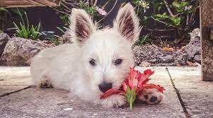 Other teas that are safe for dogs include peppermint tea, echinacea tea, and rooibos tea, all of which can help dogs with digestive problems. My Dog Just Ate Some Hibiscus Are Hibiscus Toxic To Dogs