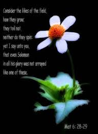 Thelordismylightandmysalvation Bible Quotes Bible Quotes