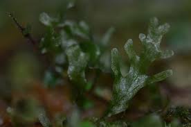 Image result for Didymoglossum