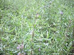 Image result for Hygrophila schulli