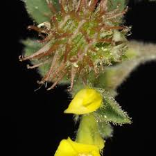 Image result for Medicago polymorpha