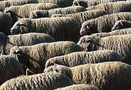 Enterotoxemia Overeating Disease Of Sheep And Goats 8 018 Extension