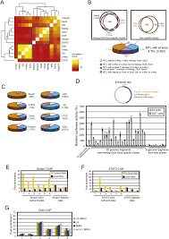Aurora co lock and key 4. Integration Of External Signaling Pathways With The Core Transcriptional Network In Embryonic Stem Cells Cell