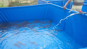 Harga Terpal Plastik Untuk Kolam Lele Jogja Suplier Dan Pabrik Terpalharga Murah Terjamin Kualitasnya