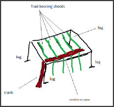 Image result for pruning grapes on a pergola