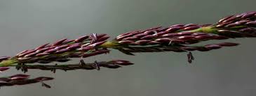 Image result for Sporobolus sanguineus