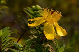 Image result for Hypericum revolutum