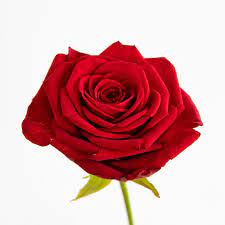 Maybe you would like to learn more about one of these? Fiori Rossi Simbolo Indiscusso Dell Amore Passionale E Delle Forti Emozioni Colvin