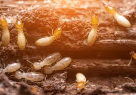 By controlling the pests, we make your environment clean and safe. Pest Treatment Control Company In Ncr Pest Control Services Company Delhi