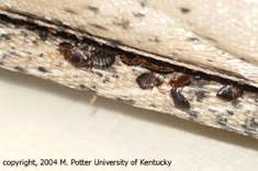 Knowing exactly where bed bugs are hiding helps us apply the right bed bug treatment in the right place. Bed Bugs