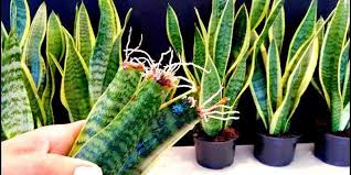 Or snake plant as many of us say. How To Propagate Snake Plant Sansevieria
