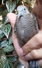 Maybe you would like to learn more about one of these? Perkutut Kol Buntet Flora Fauna Shop