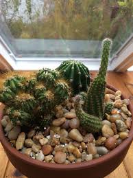 Let the roots breathe by perlite, small gravel, or coarse sand. Gravel And Sand Top Dressing Help Prevent Disease And Insect Infestation Pet Stores Carry A Wide Variety Of Gravel Size Plants Cacti And Succulents Succulents