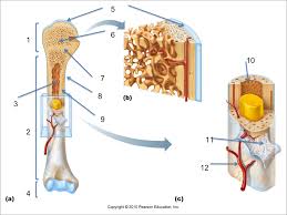 Bone is found in the shafts of long bone and consists of various cylindrical units named as haversian system 47. Chapter 7 Flashcards Chegg Com