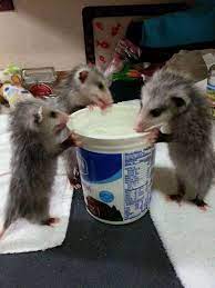 Literally Just A Bunch Of Funny Possums Photos And Memes Baby Possum Cute Animals Awesome Possum