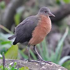 Birdfinders Birdwatching Holidays Ethiopia Bird Watching Pet Birds Ethiopia