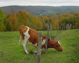 The Grass Is Always Greener On The Other Side Of The Fence Story The Grass Is Greener On The Other Side Cow Grass Green