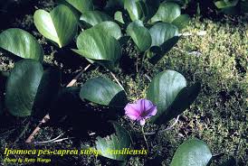 Image result for Ipomoea coptica
