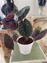 Image result for Alocasia