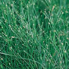 Image result for Isolepis