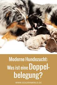 Seit wann die hündin genau läufig ist, ob der deckakt beobachtet wurde oder die hündin ausgebüxt ist) und evtl. Doppelbelegung In Der Modernen Hundezucht 1 Wurf 2 Vater Goldenmerlo