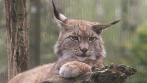 Einen fuchs als haustier halten. 19 Tiere Die Sie Nicht In Bremen Erwarten Wurden Weser Kurier