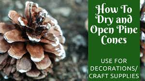 Christmas Crafts: How To Dry And Open Pine Cones - Youtube