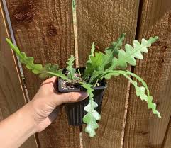 Fishbone cactus boasts many colorful names. Gardening 101 Ric Rac Cactus Gardenista
