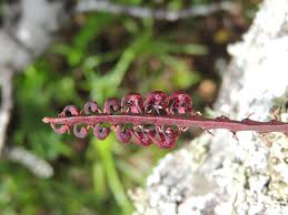 Image result for Bulbophyllum scaberulum