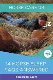 Horses spend most of their time either eating, resting, or sleeping; How Horses Sleep A To Zzzz Guide To To Equine Rest Horse Health Horse Care Western Pleasure Horses