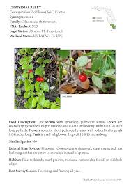 Image result for Crossopetalum