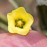 Image result for Hermannia boraginiflora