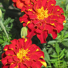 Image result for Tagetes patula