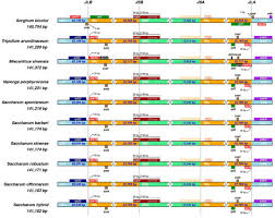 Image result for Cleistachne sorghoides