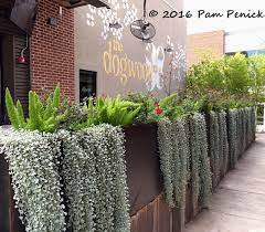 Outdoors At The Domain S Rock Rose Digging
