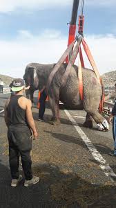 Mountain Rescue Drama: Giant Elephant Saved From Deadly Cliff Edge 🐘⛰️ In  a breathtaking rescue that left witnesses frozen in fear, emergency crews  fought against time to save a massive elephant trapped