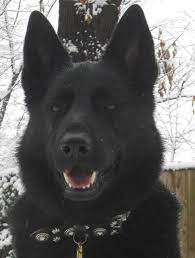 German shepherd puppy litters for sale. Black Paws Farm Akc German Shepherd Dogs Puppies Black German Shepherd Puppies Black German Shepherd German Shepherd Puppies