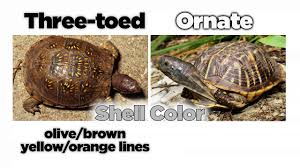 What are box turtles' body length. Ornate Vs Three Toed Box Turtle Askmdc Youtube