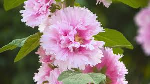 Image result for Alcea rosea `Appleblossom`