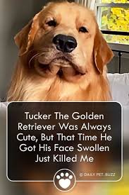 Tucker The Golden Retriever Was Always Cute But That Time He Got His Face Swollen Just Killed Me Golden Retriever Golden Retriever Funny Retriever