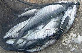 Umpan Mancing Ikan Bandeng Liar Hobi Mancing