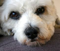 The problem is, many dogs do not show any distinct symptoms until it is too late, it feels as if the cancer can raise its head and kill overnight. What To Know About Liver Shunts In Dogs And Cats