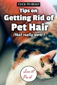 See full list on wikihow.com How To Get Rid Of Pet Hair In Your Home 13 Proven Tips Cat Hair Removal Dog Hair Cleaning Cleaning Cat Hair